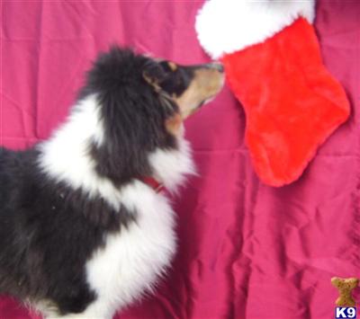 Collie Puppies for Sale